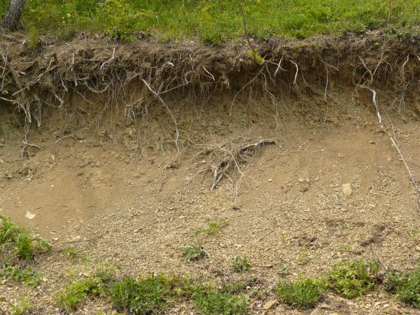 Dirt texture with tangled white roots, severed branches and green foliage